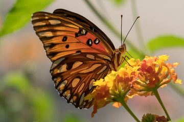 Close up of a beautiful Gulf Fritillary partaking some nectar from the lantanas at Yates Mill County Park in Raleigh, North Carolina.