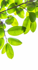 Backlit tree leaves white background..