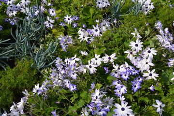 FALL TREES - VARIOUS COLORS, VARIOUS CLOSE UPS AND VARIOUS VISTAS