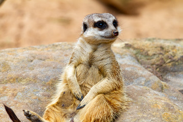 Solo Meerkat looking to the right of frame