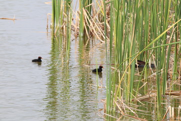 Birds at The Preserve