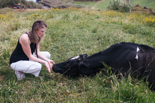 woman scratch the head of black and white dairy cow lying in a green field