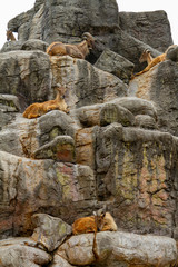 Mountain goats in portrait orientation