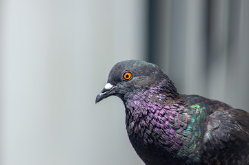 Close-up Male Pigeon Bird Showing Its Beautiful Neck Color