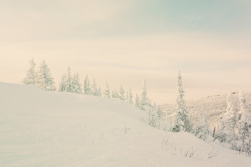 Snow cowered pine trees heels on sunset, cold winter day