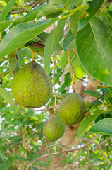 Avocado Hang From Branches