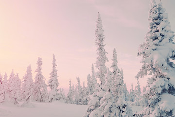 Sunset above frozen snow cowered pine trees forest, cold winter day