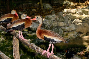 Black-bellied Whistling-Duck (Dendrocygna autumnalis)