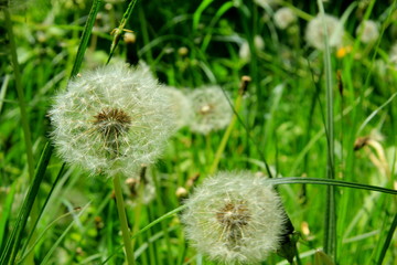 dandelion in grass