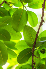 Backlit tree leaves white background..