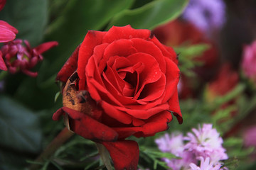 a rose symbol of love