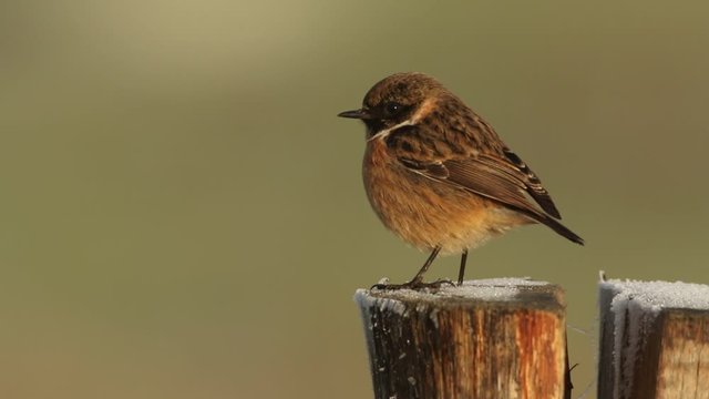 A stunning male Stonechat, Saxicola rubicola, perching on a frost covered post, at first light on a cold, foggy, frosty morning.
