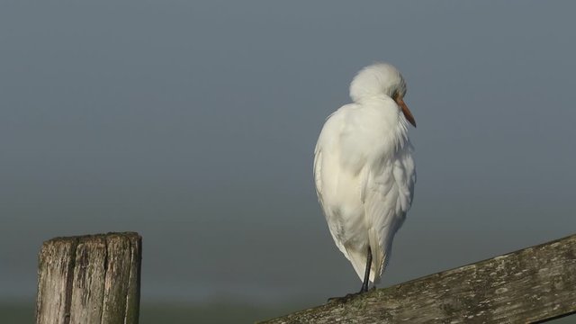 A rare Cattle Egret, Bubulcus ibis, preening perching on a fence post on a misty cold morning.
