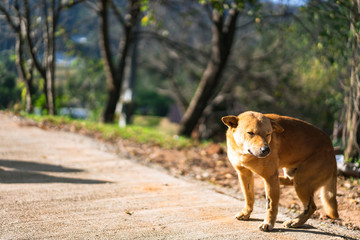 Lonely dog with pain and wound.