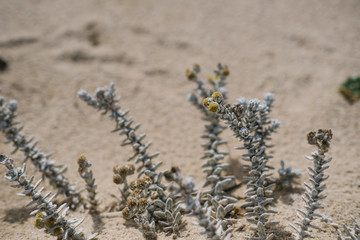 Flowers growing on the sand in dunes