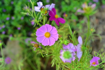 purple Mexican Aster flowers in the garden