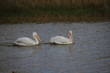 Birds at the Preserve