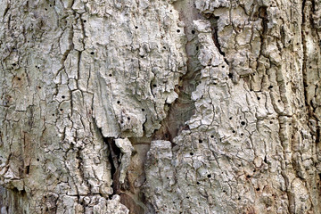 dry tree bark surface for nature background
