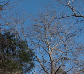 large ash in the woods