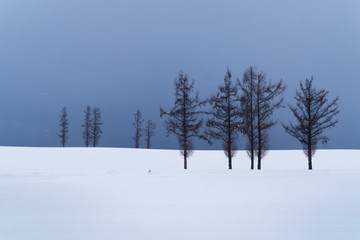 Snow plain of Biei town with small tree on winter. Hokkaido, Japan.