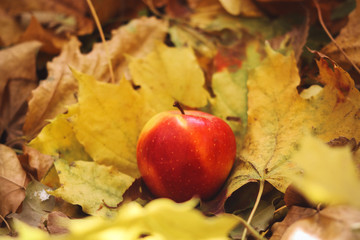 ripe red apple on yellow, autumn, maple leaves.