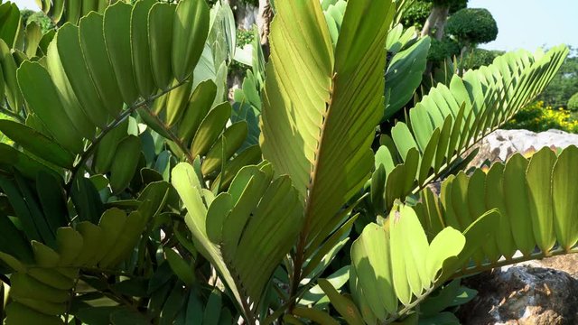 Green leaves pattern,leaf Zamia furfuracea in the forest
