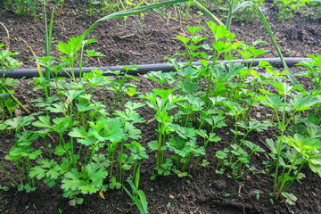 young parsley plants with drip irrigation in spring.