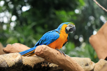 Blue-yellow macaws live wild in animal conservation
