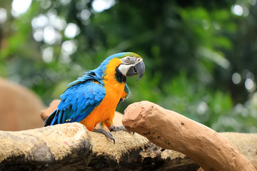 Blue-yellow macaws live wild in animal conservation