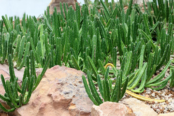 tropical small cactus in botanic garden background