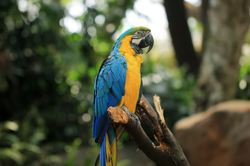 Blue-yellow macaws live wild in animal conservation