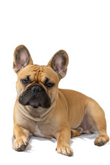 Milo the Frenchie - French Bulldog - White Background - Laying