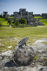 Iguana at ancient mayan ruins in Tulum