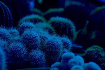 Fototapeta premium Cactus Mammillaria wildii on the background of cacti in pots. Selective focus. Classic, blue monochrome, trend 2020