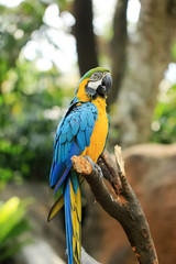 Blue-yellow macaws live wild in animal conservation