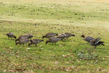 Australian Wood Ducks feeding on the grass