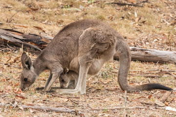 Eastern Grey Kangaroo female and joey sating the dry grass