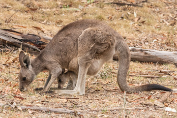 Eastern Grey Kangaroo female and joey sating the dry grass