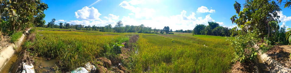 Fototapeta premium panorama ทุ่งนา