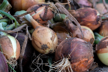 Close up images of fresh onions on a table for sale at a local farmers market