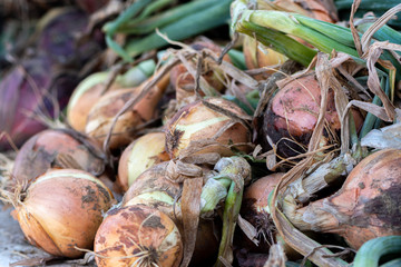 Close up images of fresh onions on a table for sale at a local farmers market