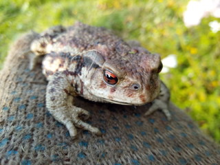 frog in pond