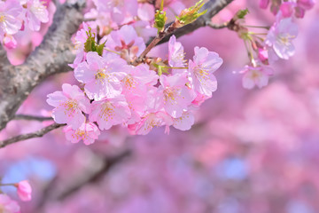 桜の開花イメージ