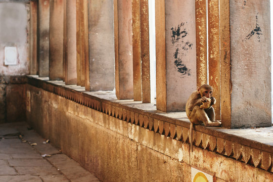 Funny Monkey baby sitting and eating in city Varanasi, India