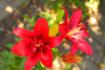 red lily