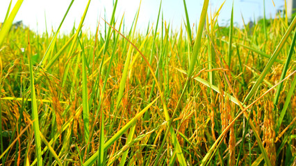 Obraz premium yellow rice in feild for harvest before winter season in thailand.