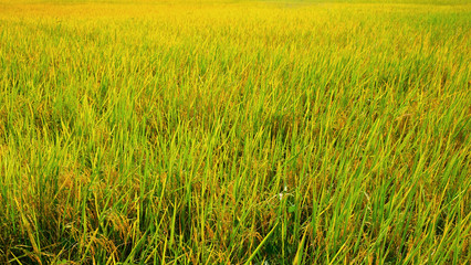 yellow rice in feild for harvest before winter season in thailand.