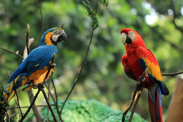 two yellow and red blue macaws live wild in animal conservation