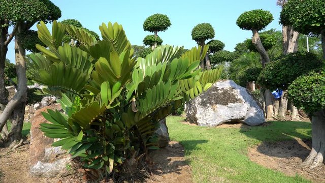 Green leaves pattern,leaf Zamia furfuracea in the garden