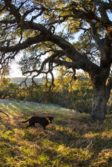 Fototapeta na wymiar Brown Labrador under Oak Tree